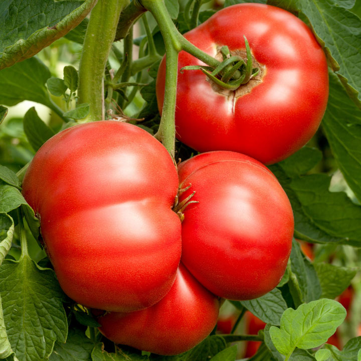 Tomato Crimson Blush