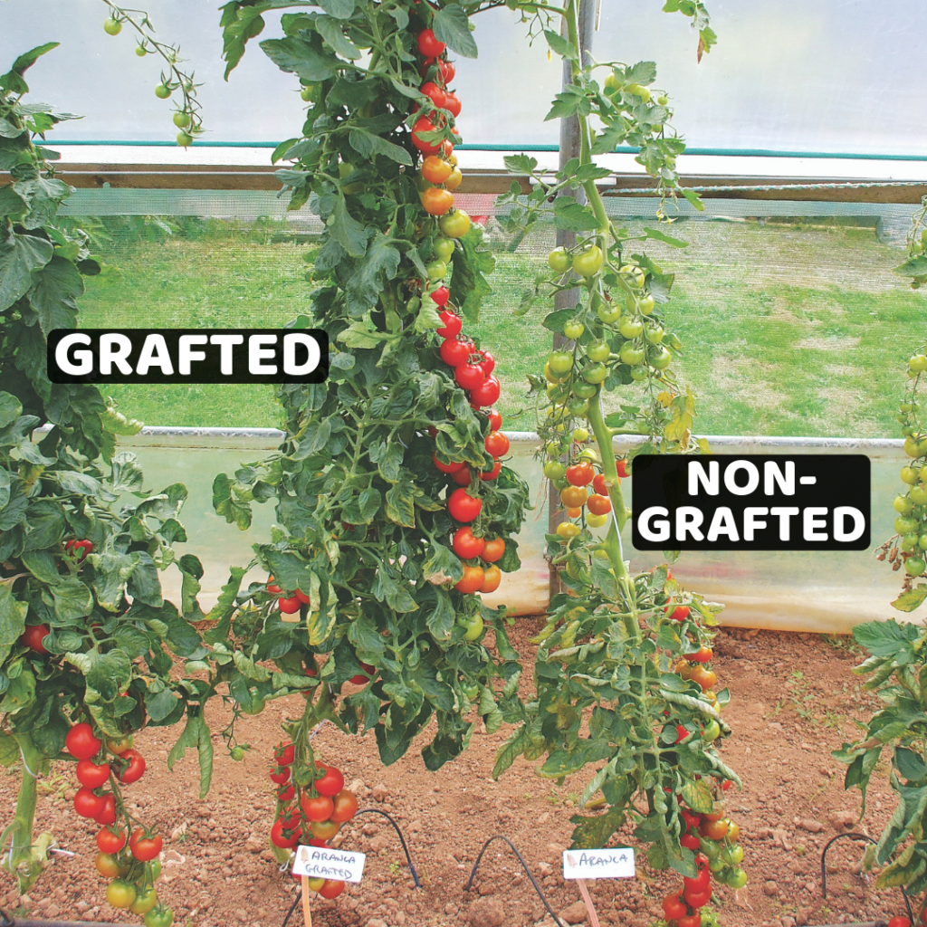 grafted tomato plants