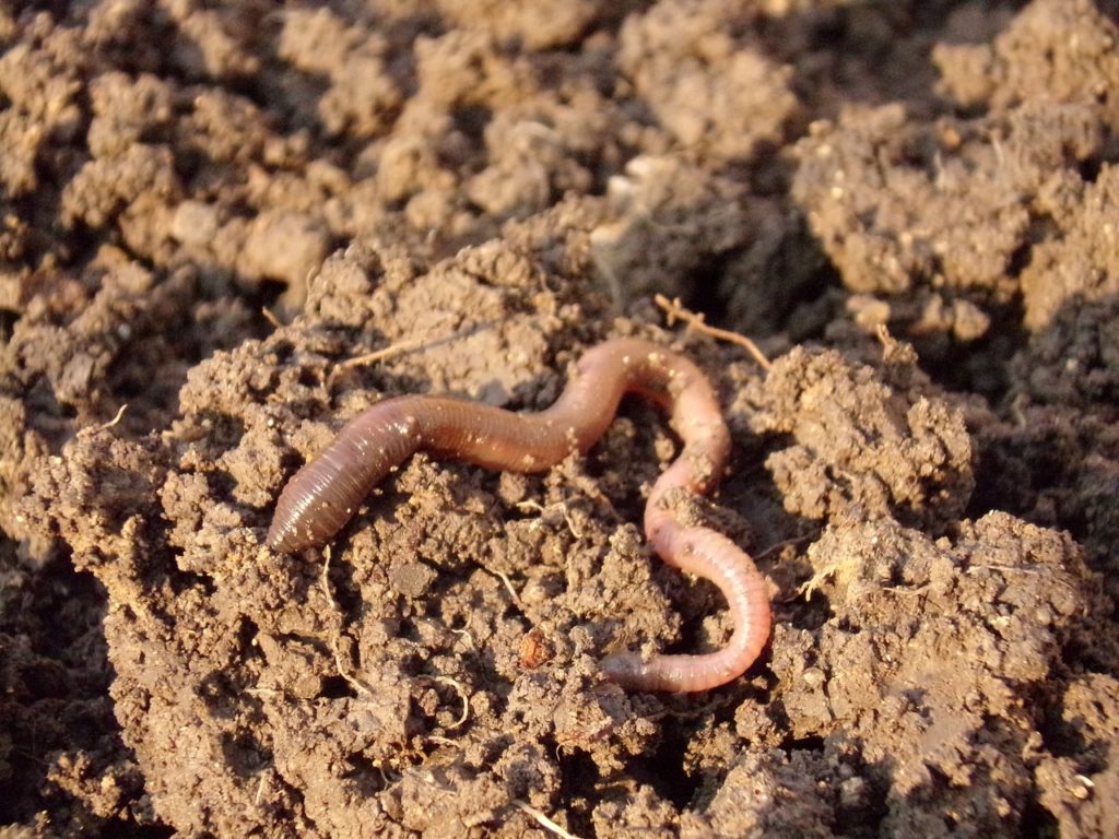 earthworm on soil