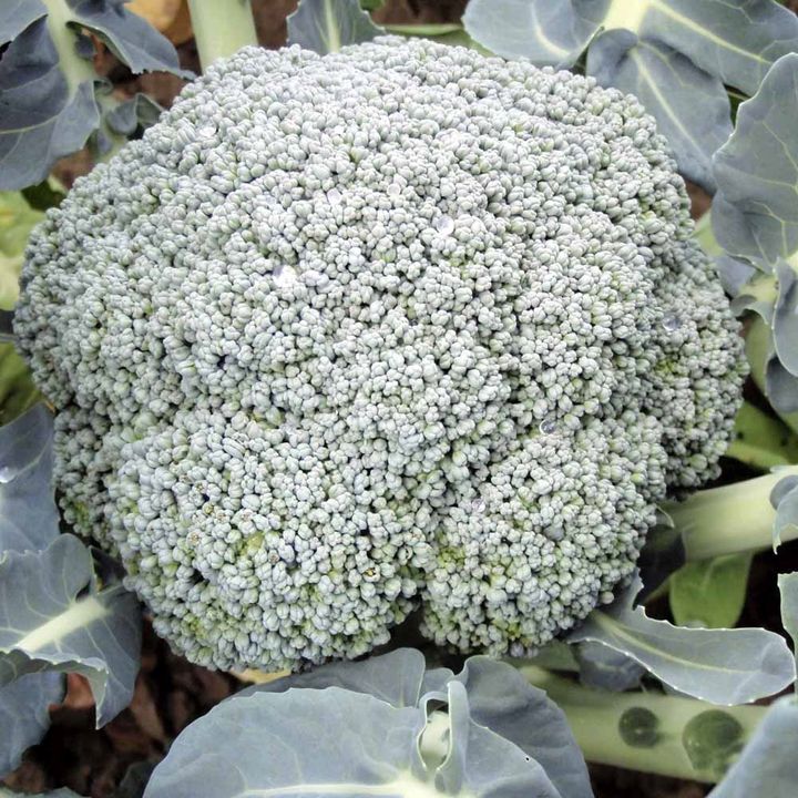 Broccoli Plants - F1 Stromboli