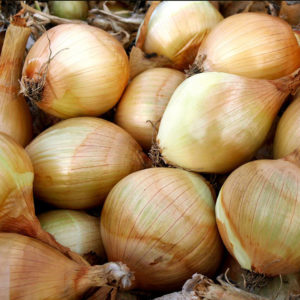 Dobies onion Aisla Craig