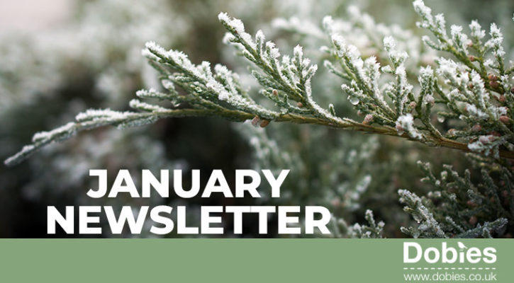 Dobies January newsletter 2020 header image