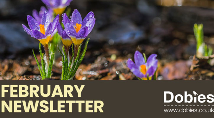 Dobies February 2020 newsletter header banner