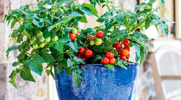 Tomato Veranda Red
