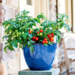 Tomato ‘Veranda Red’ – Plant Care & Growing Advice