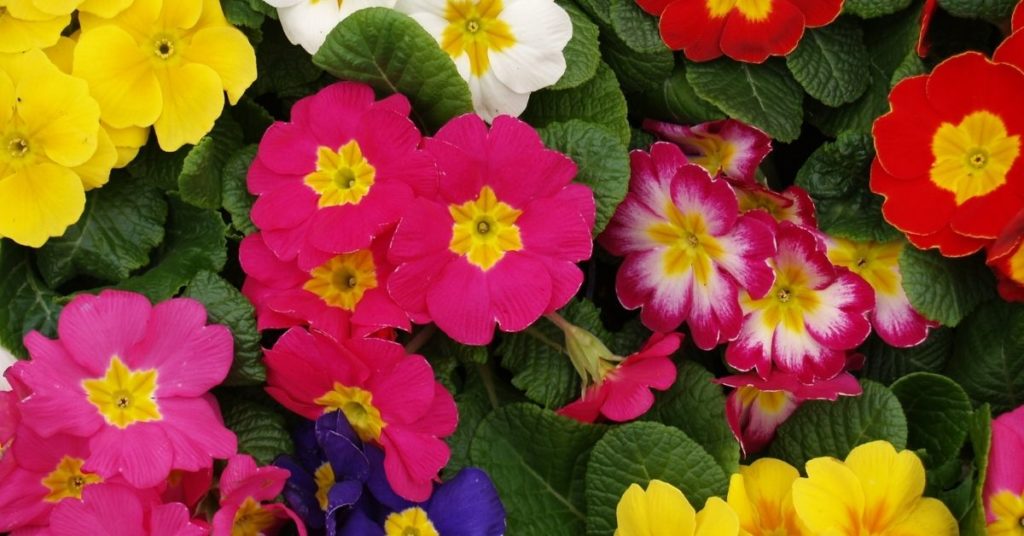 Qvc Winter Bedding Plants at Paul Rinehart blog