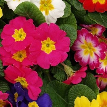 Coloured primroses for winter bedding