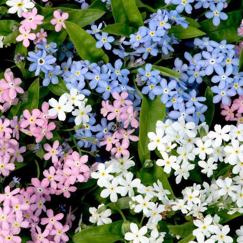 Forget-me-not 'Mon Amie Mix'