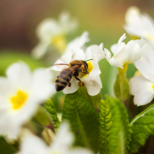 Honeybee on a wild primrose flower
