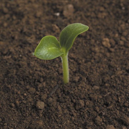 How To Grow Courgettes From Seed Dobies Blog