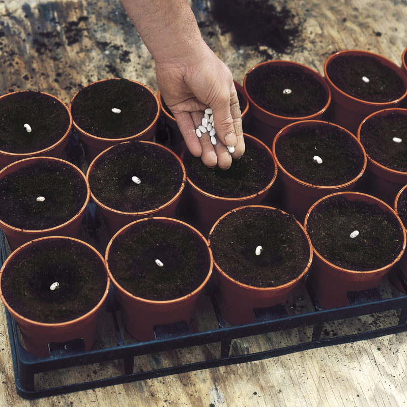 sowing cucumber seeds in pots