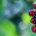 Grow Your Own Delicious Berries and Currants with Dobies