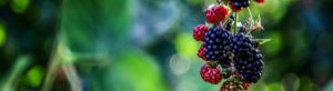 Grow Your Own Delicious Berries and Currants with Dobies