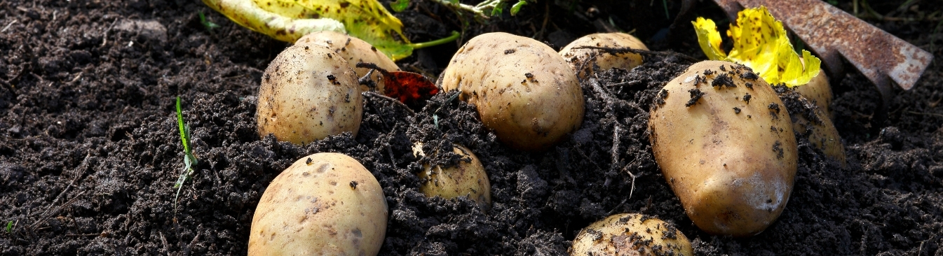 potato growing in ground banner