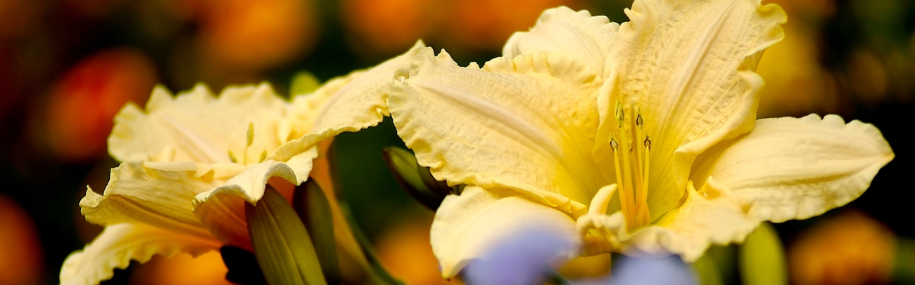 Yellow lily closeup