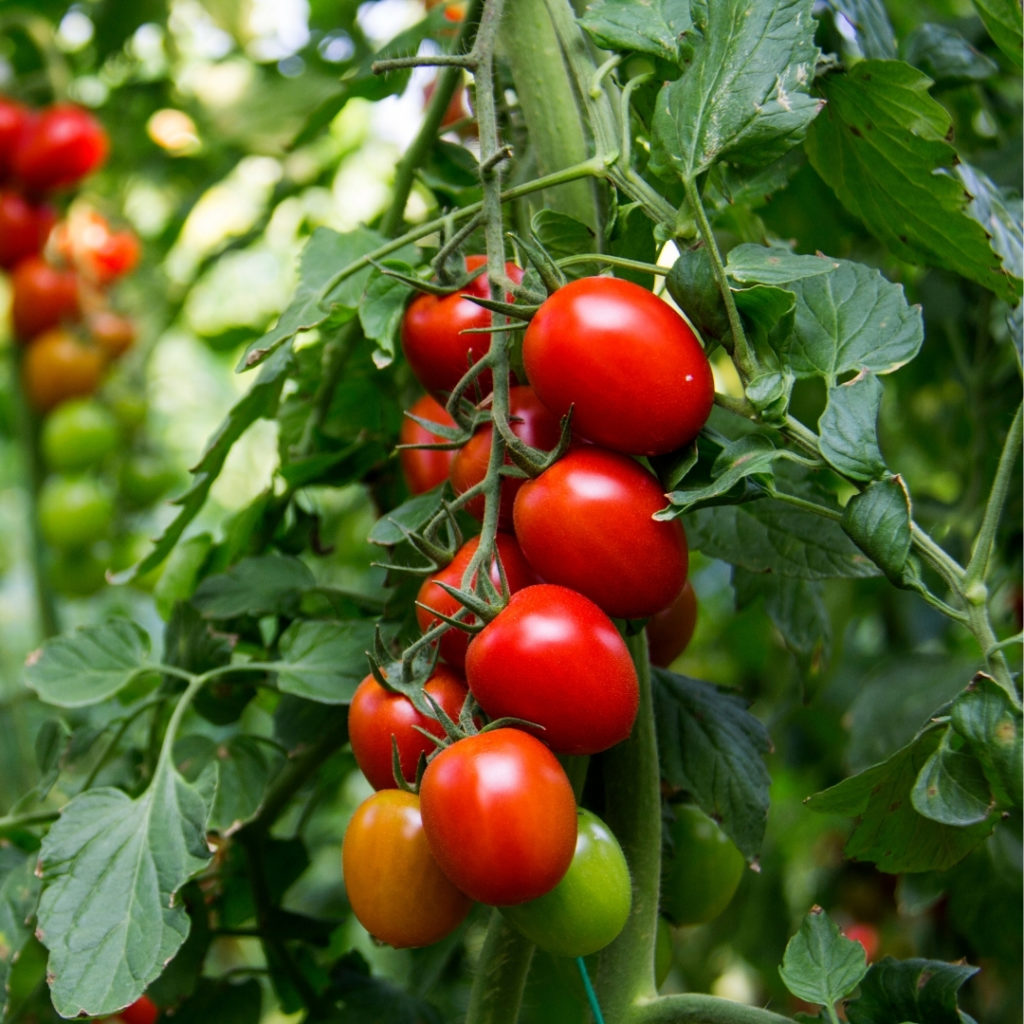 Blight Free Tomatoes - Dobies Blog