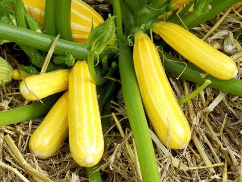 Introducing Big Crops of Colourful Courgettes For Little Gardens ...