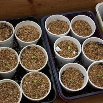 broad bean seedlings in pots