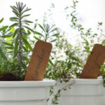 Growing Herbs in Pots: Top Tips for a Container Herb Garden