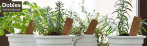 Growing Herbs in Pots: Top Tips for a Container Herb Garden