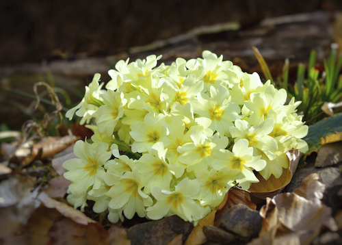 primula vulgaris