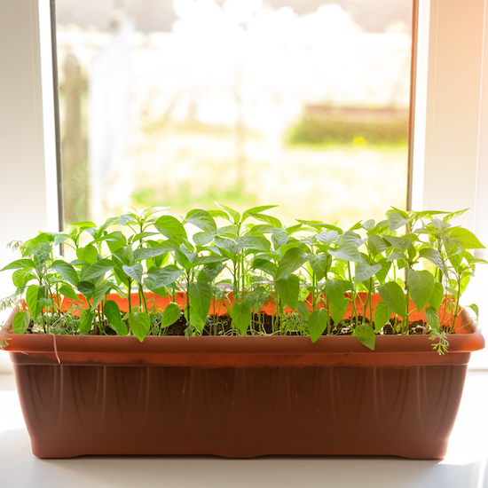 Pepper seedlings germinating on windowsill