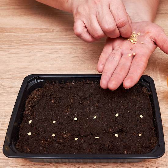 Hand sowing pepper seeds tray