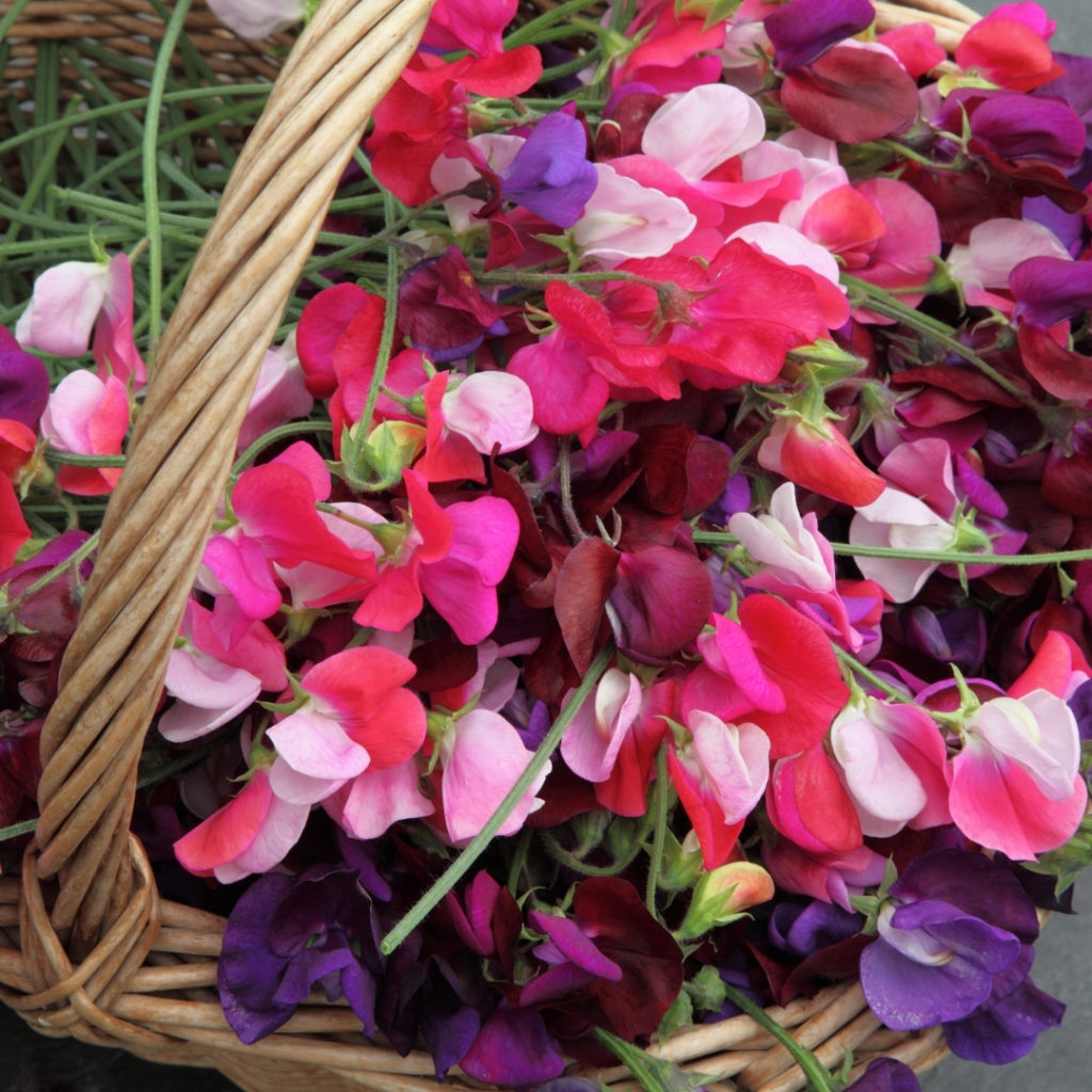 July Newsletter sweet peas