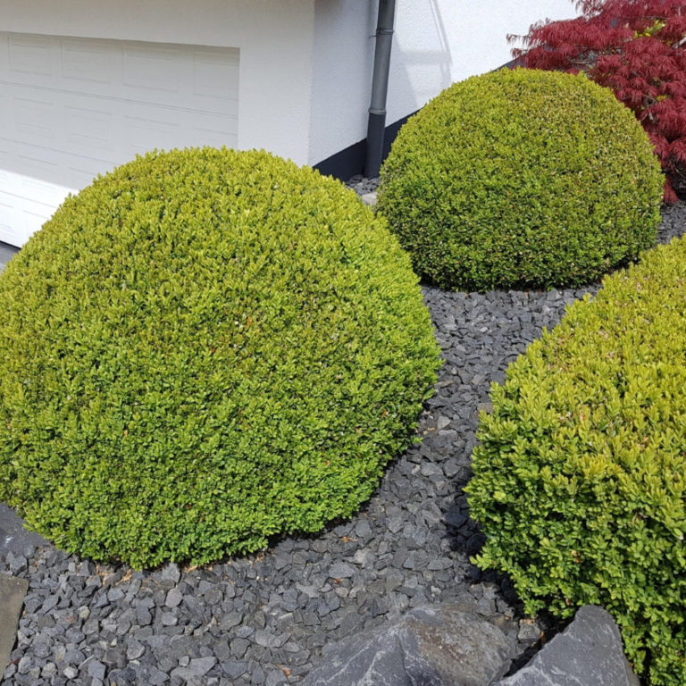 Add structure & colour to shaded areas with our Top Tips for shady gardens