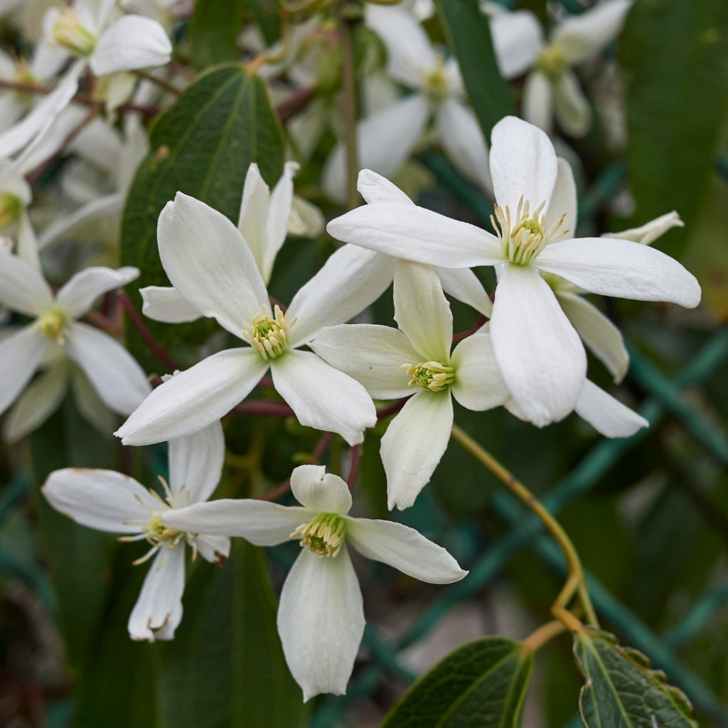 Clematis Armandii from Dobies