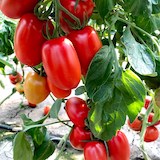 Tomato 'Crimson Plum' from Dobies