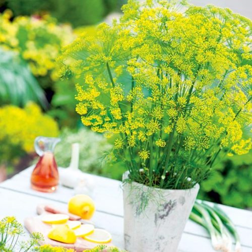 Dill on table in pot