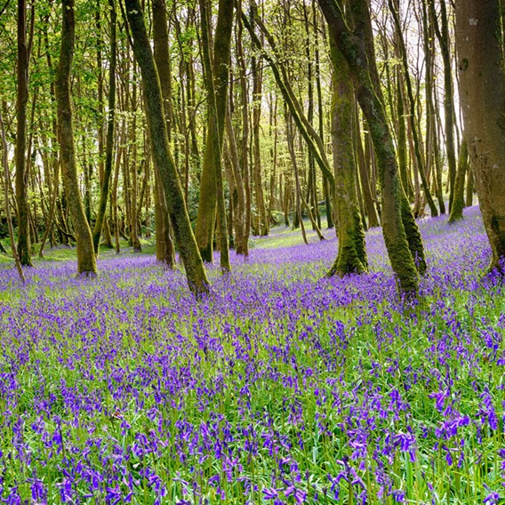 English bluebells in woodland