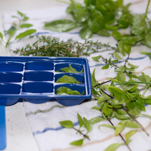 Herbs being frozen in ice-cube trays