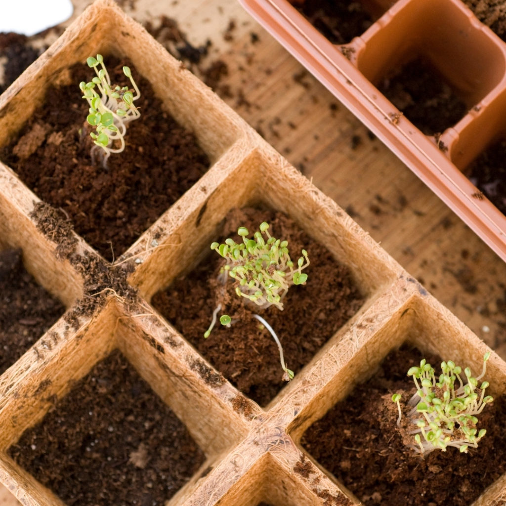 Herbs germinating in a pot
