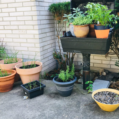 Herbs growing in containers outdoors
