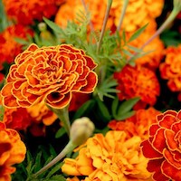 Marigolds from Dobies