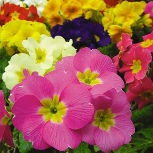 Our Selection of Winter/Spring Bedding Plants from Dobies