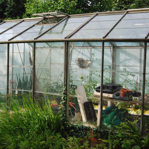 Greenhouse in garden overwintering herbs