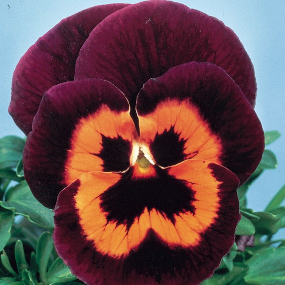 Pansy Seeds 'Poker Face F2' from Dobies
