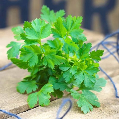 Parsley on table from Dobies
