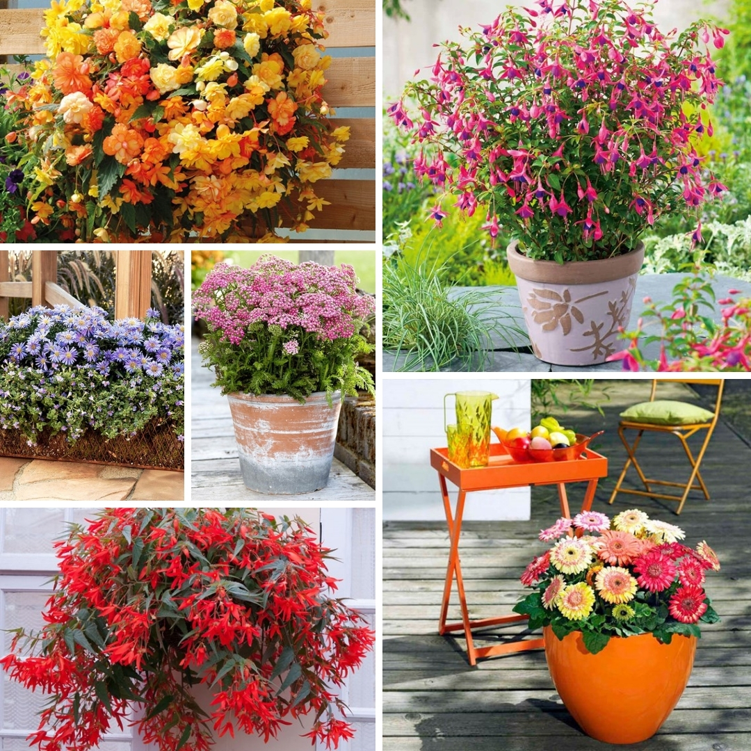 Collection of patio containers
