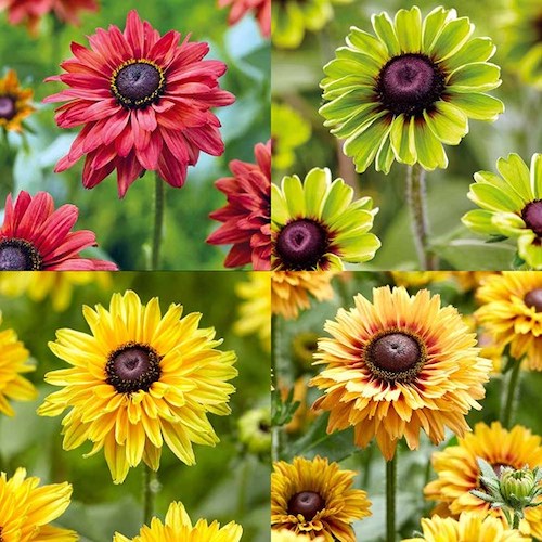 Rudbeckia - Enchanted Collection from Dobies