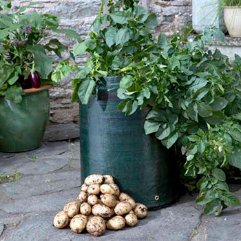Potato 'Bargain Patio Growing' from Dobies
