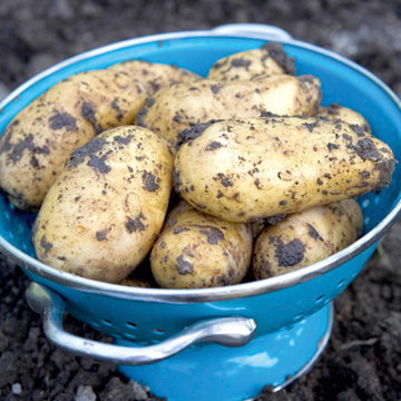 Potato 'Charlotte' from Dobies