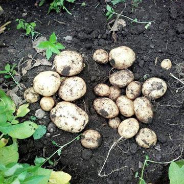 Potato 'Kingsman' from Dobies