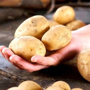 Potato 'Maris Peer' from Dobies