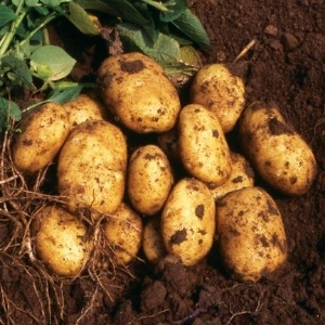Potato 'Nicola' from Dobies