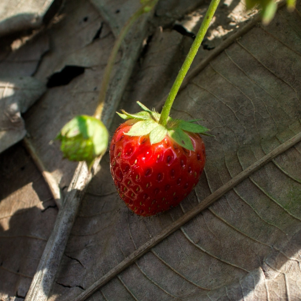 Strawberry berry in shade on leaf