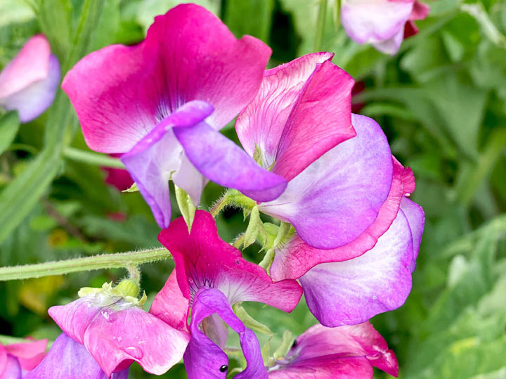 Sweet pea 'Fire and Ice' variety